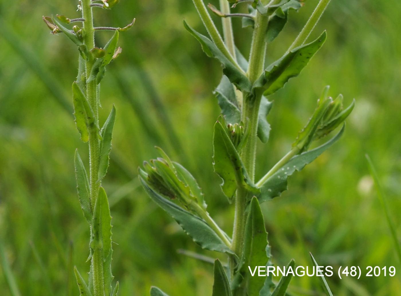 Pepperwort, Field leaf